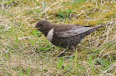 Ring Ouzel